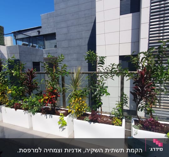 עציצים לבנים עם צמחים ירוקים על מרפסת